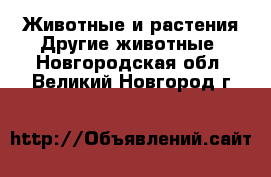 Животные и растения Другие животные. Новгородская обл.,Великий Новгород г.